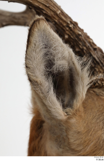 European roe deer ear 0014.jpg